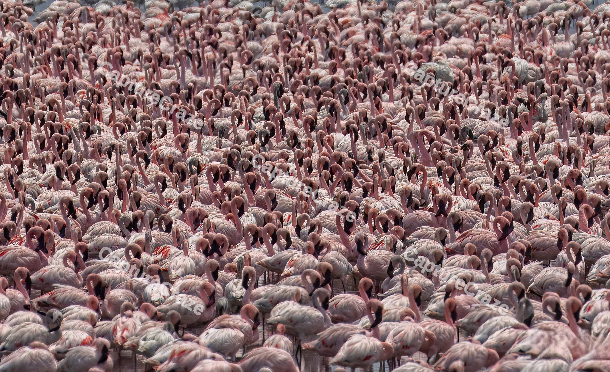 Pink Flamingos Flock